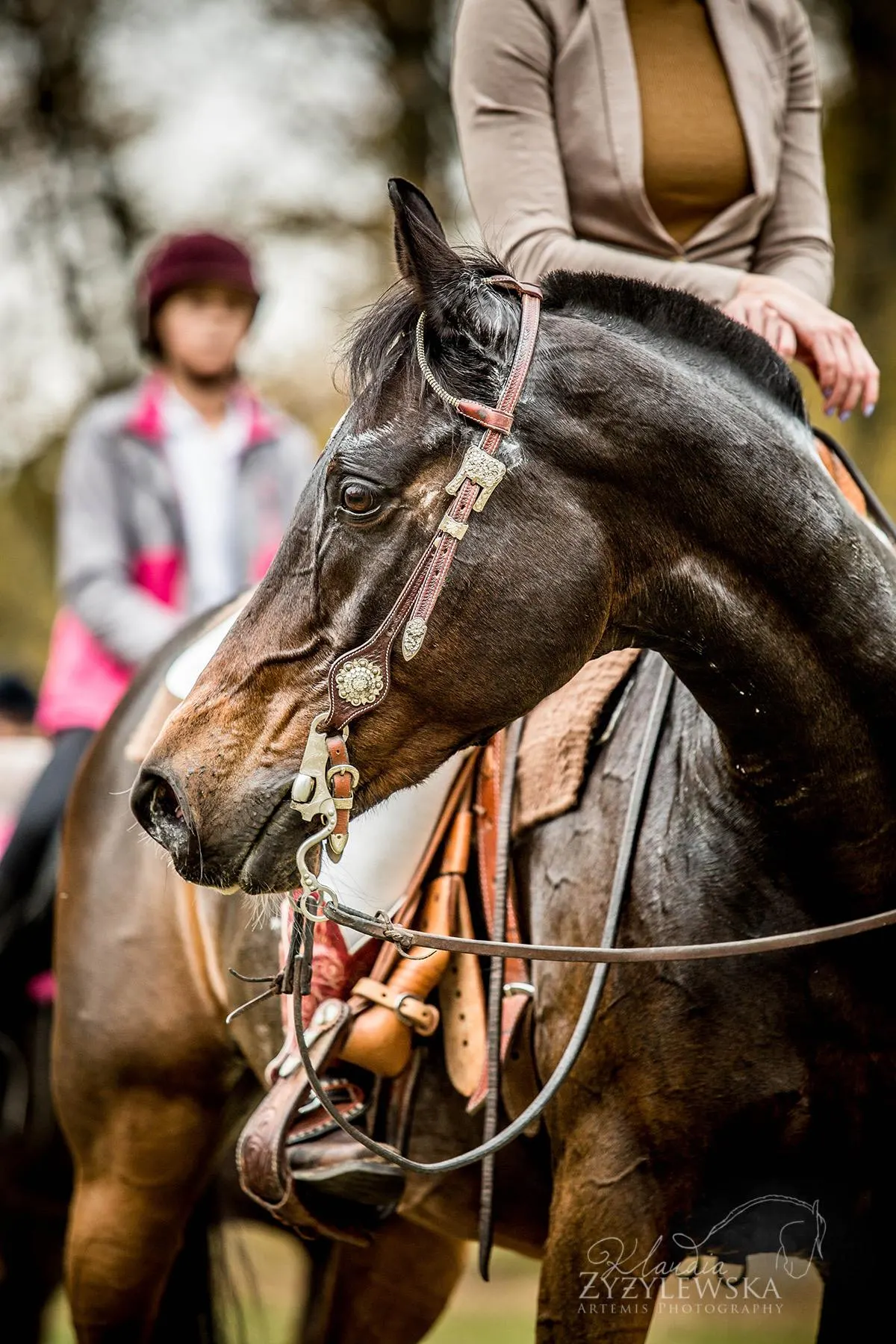 Koń w zaprzęgu western podczas Hubertusa